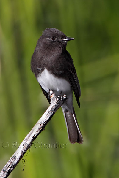 Black Phoebe © Russ Chantler